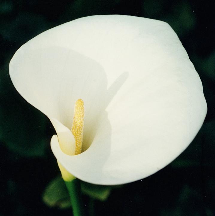 (04) calla lily.jpg